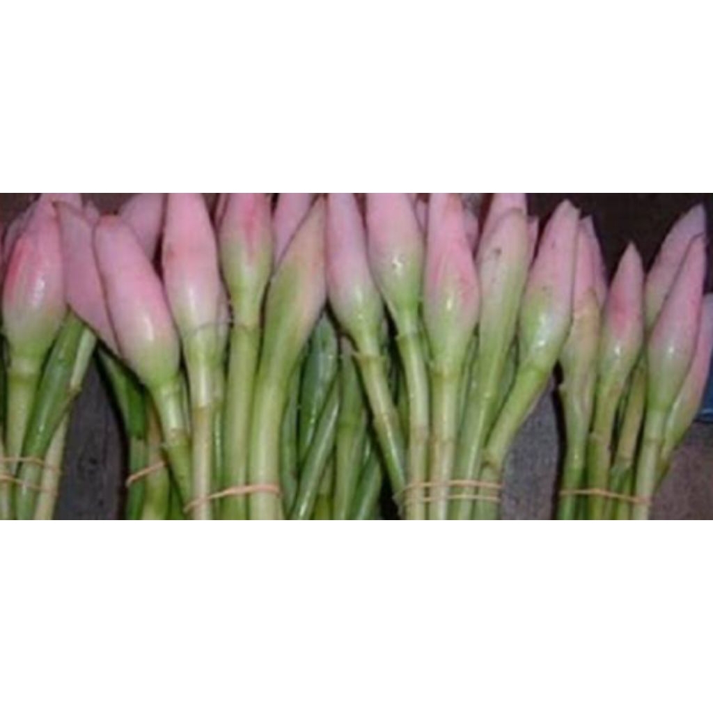 

kecombrang bunga 1kg