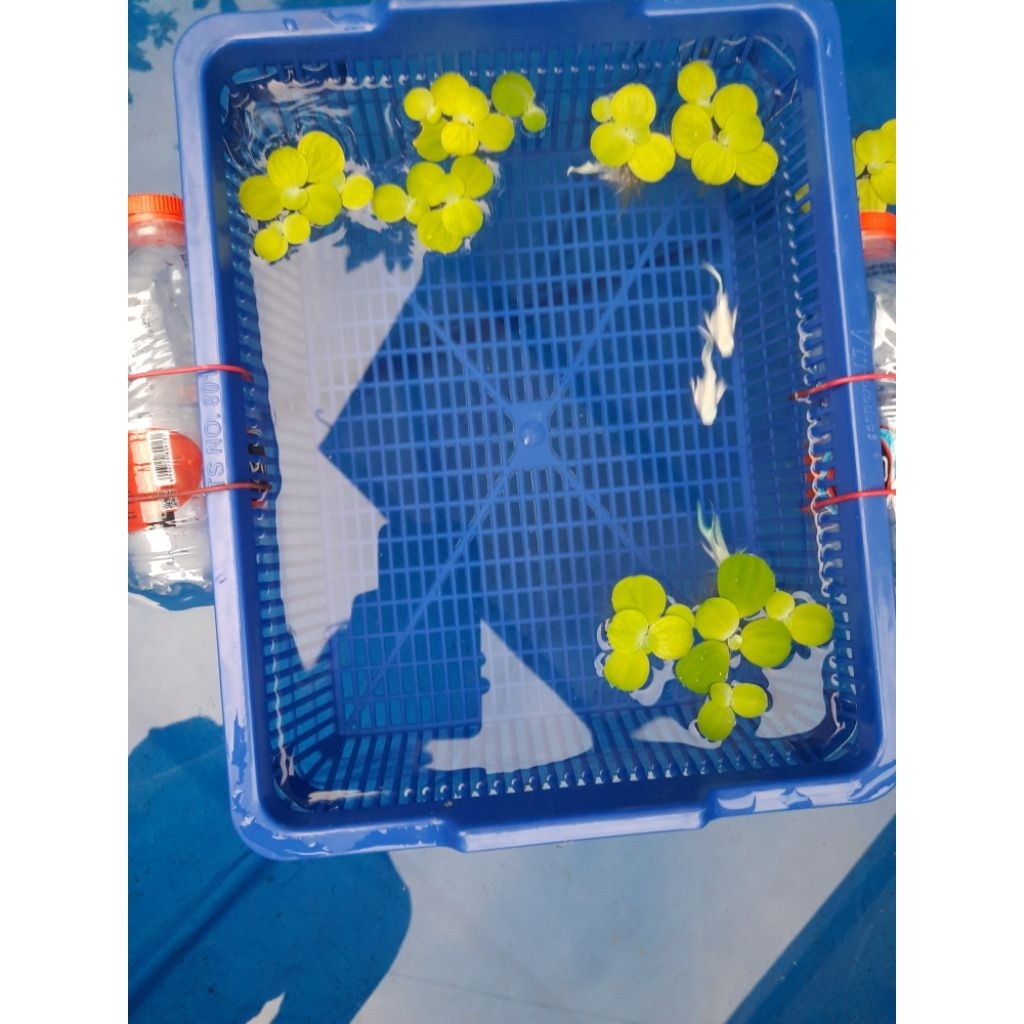 Stok Terbatas 50k Dapat 10 ekor Molly Balon Platinum Cawang Besar Jumbo