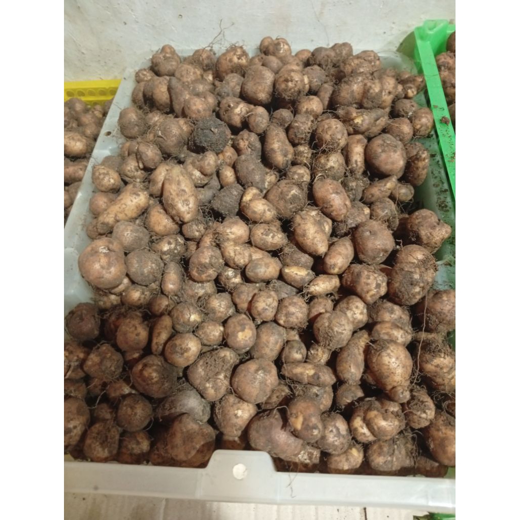 

kumbili, gembil, 1kg kentang hitam kentang kecil