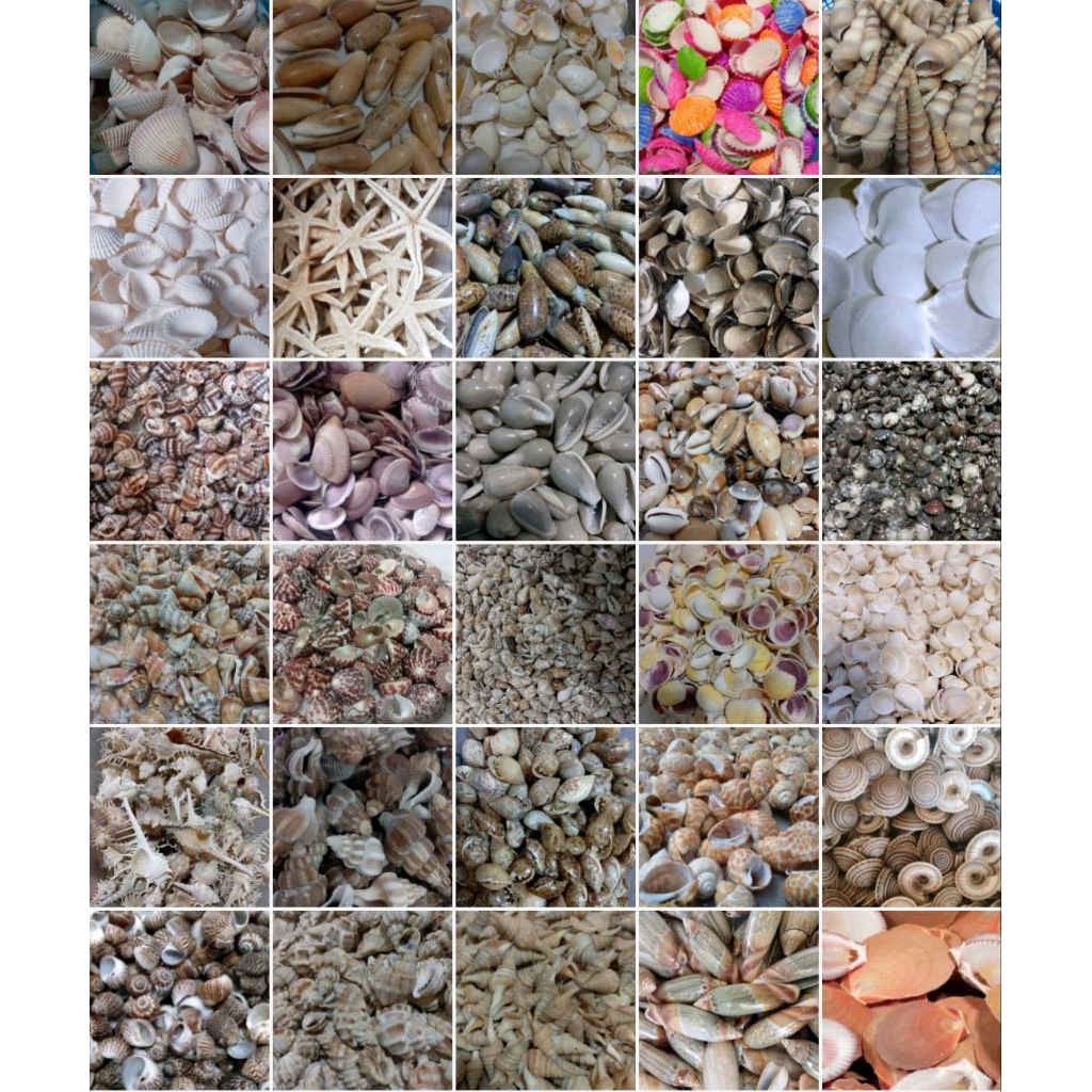 Cangkang kerang untuk bahan Kerajinan