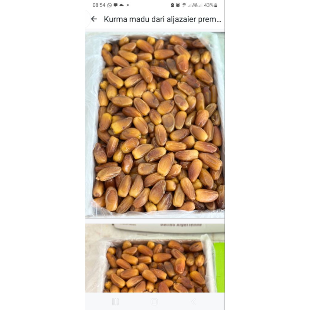 

kurma madu aljazair