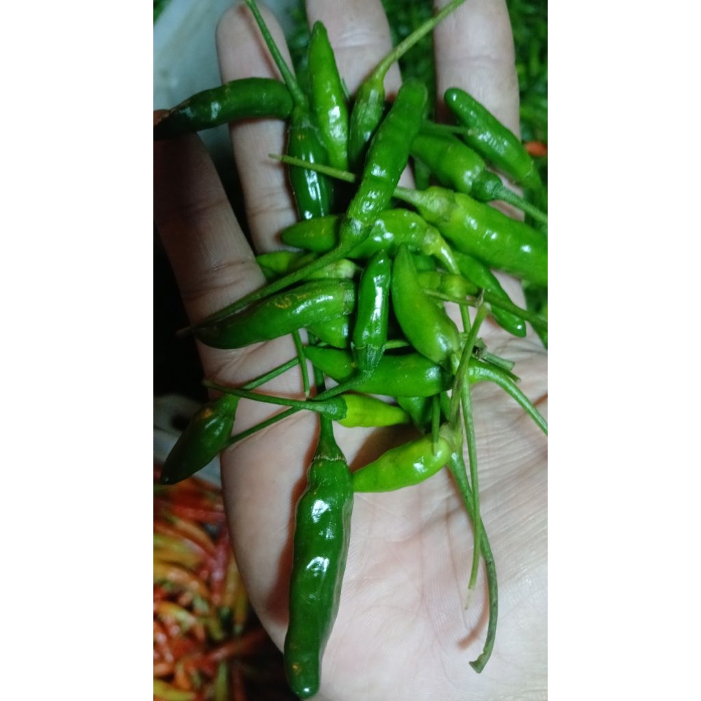 

cabe rawit lalap 500 gram