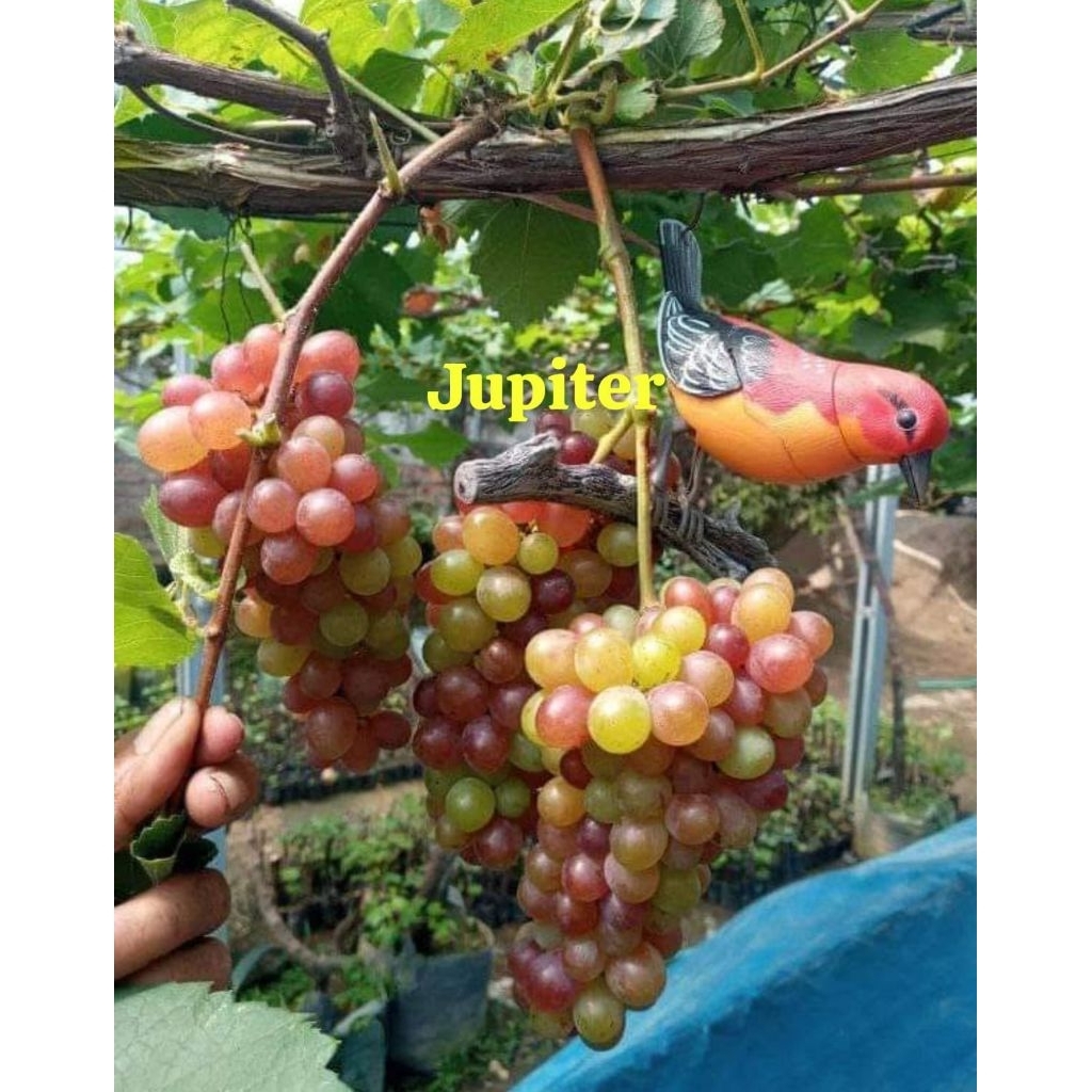 Dongkelan anggur import