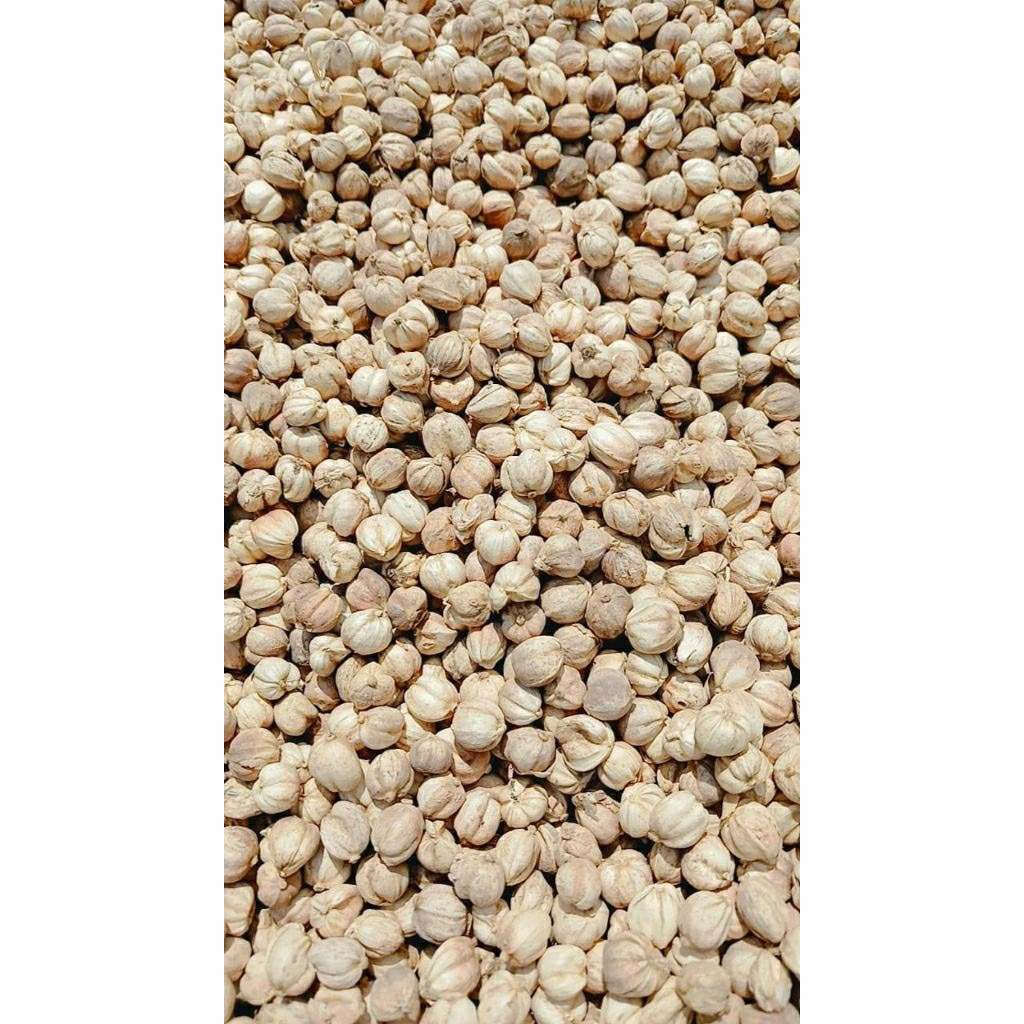 

Kapulaga Putih / Kapulogo Kering Bersih MURAH