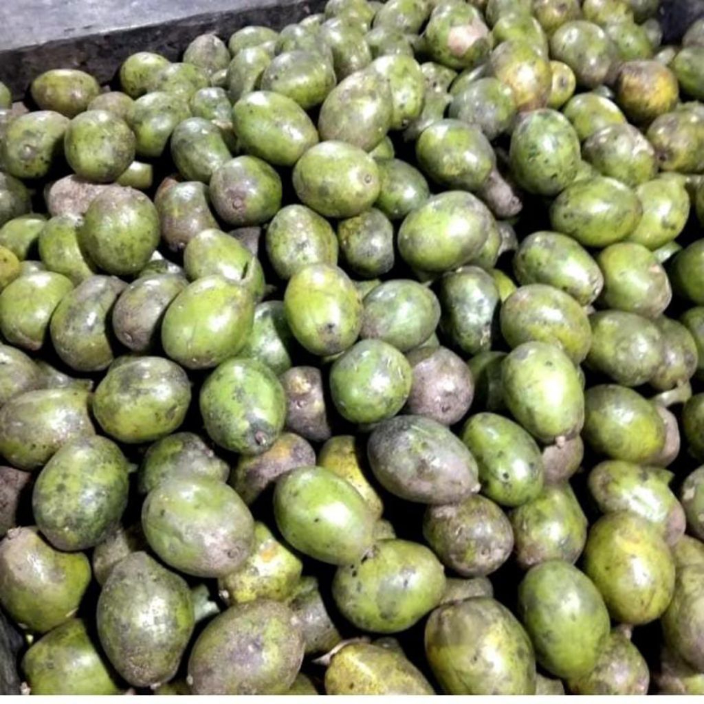 

Kedondong Mini Tanpa Biji Baru Petik 1kg