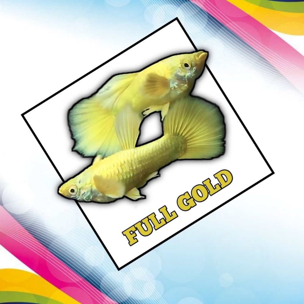 

STICKER KEKINIAN FULL GOLD