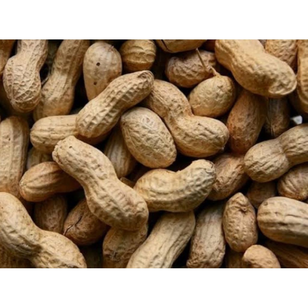 

kacang tanah mentah / kacang tanah berkulit