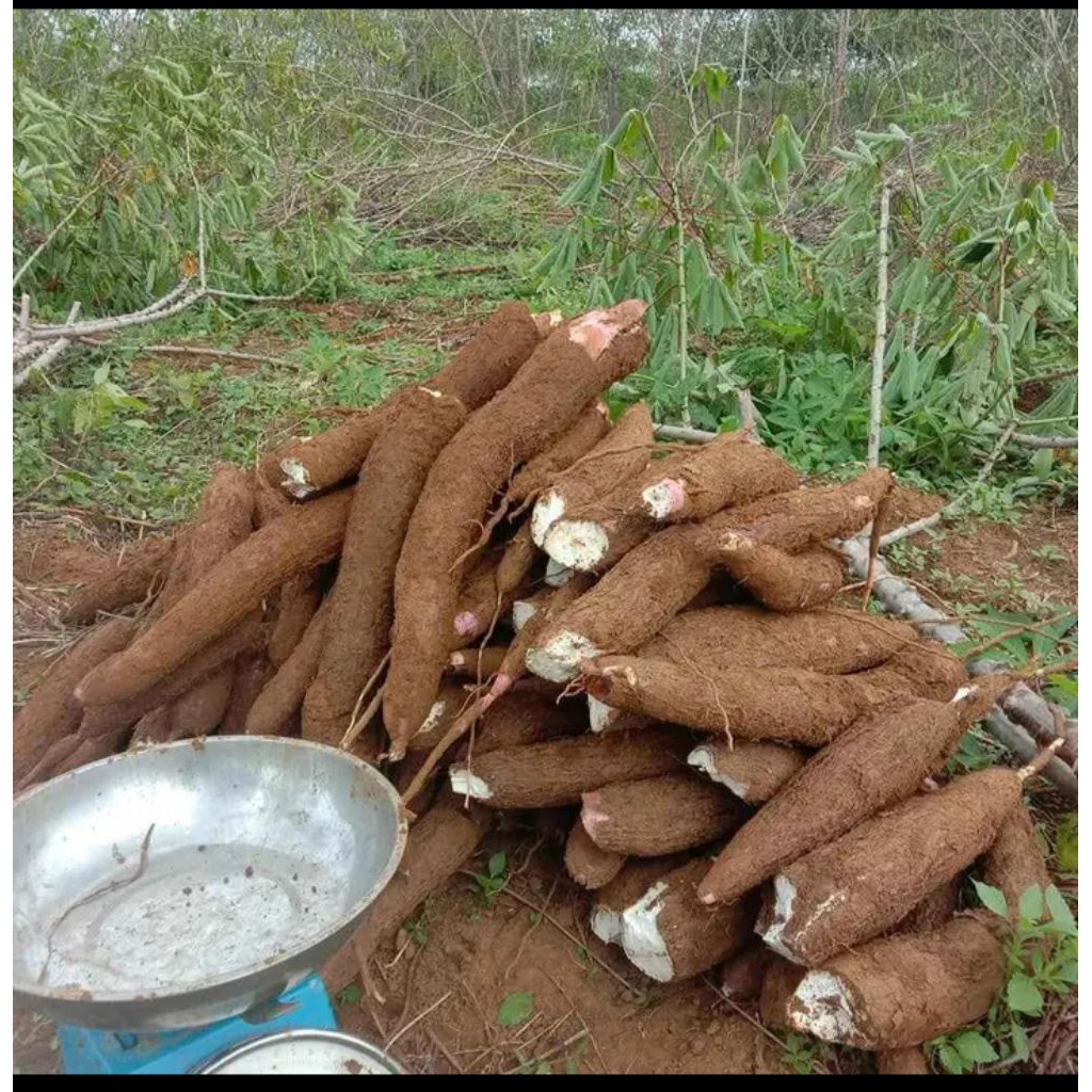 

Singkong merah pulen termurah 1kg