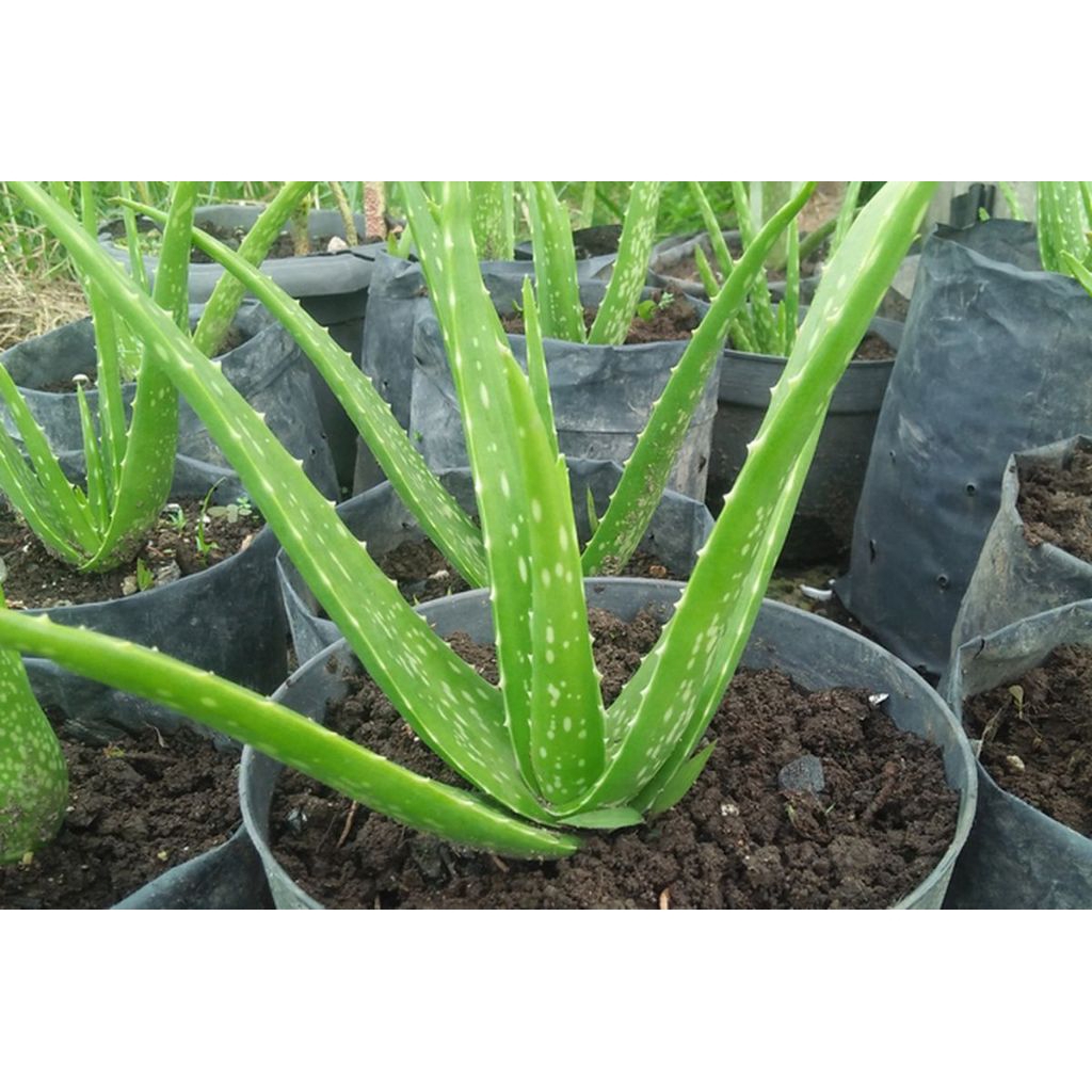 

pelepah lidah buaya fresh