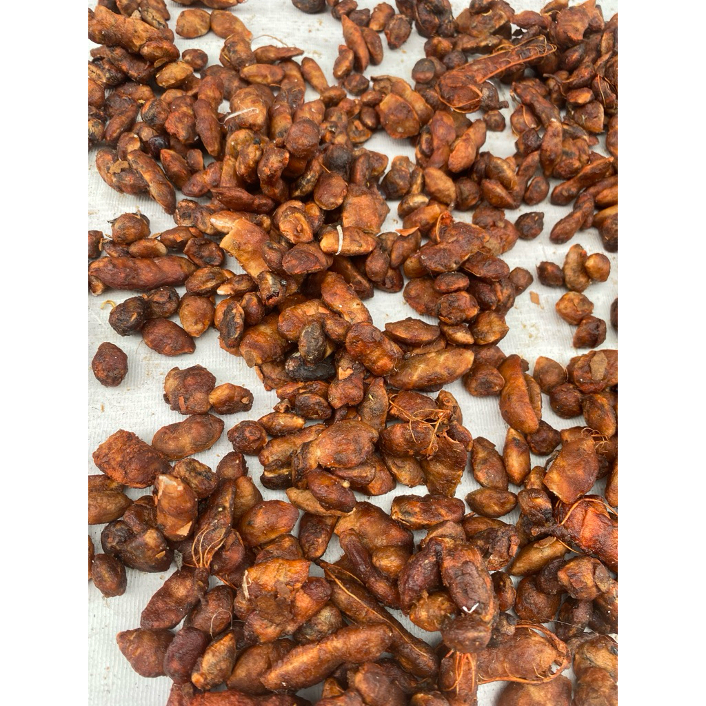 

Asem jawa 1 kg ada biji