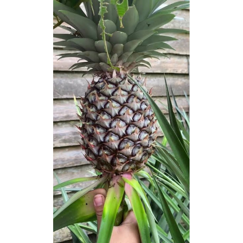 

nanas muda seger fresh jumbo