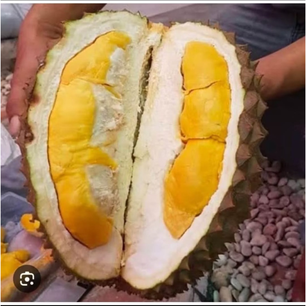 

Duren Bawor asli Banyumas 3,5 4,5 Kg Khas Legit Manis Durian Premium Termurah