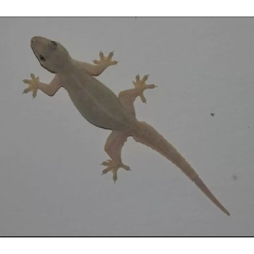 mainan cicak tembok hidup