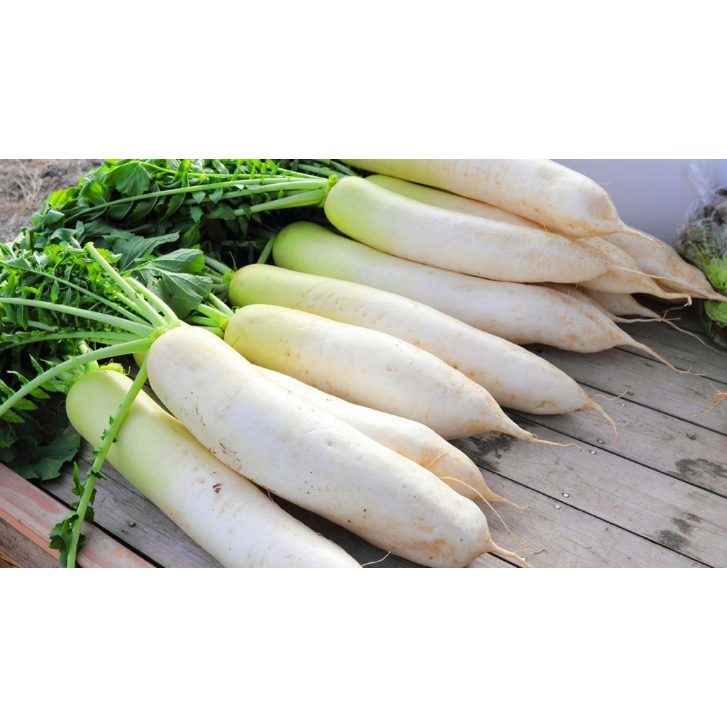 

sayur lobak fresh / sayur lobak segar