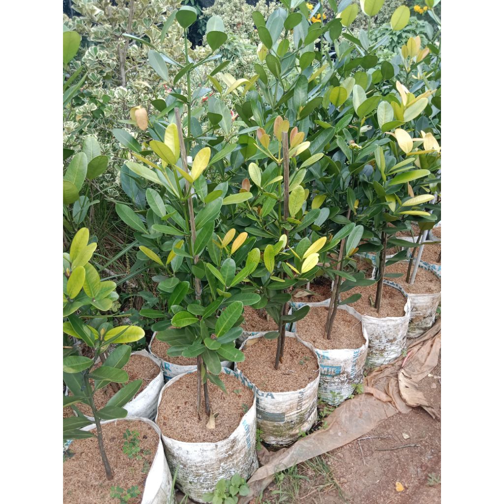 Pohon garcinia 1 meter - tanaman garcinia