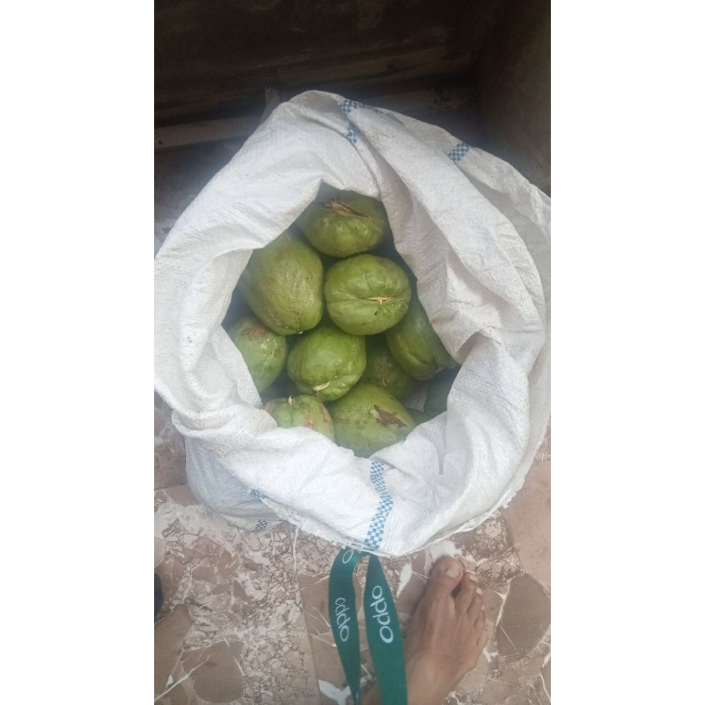 bibit labu anggur labu siam