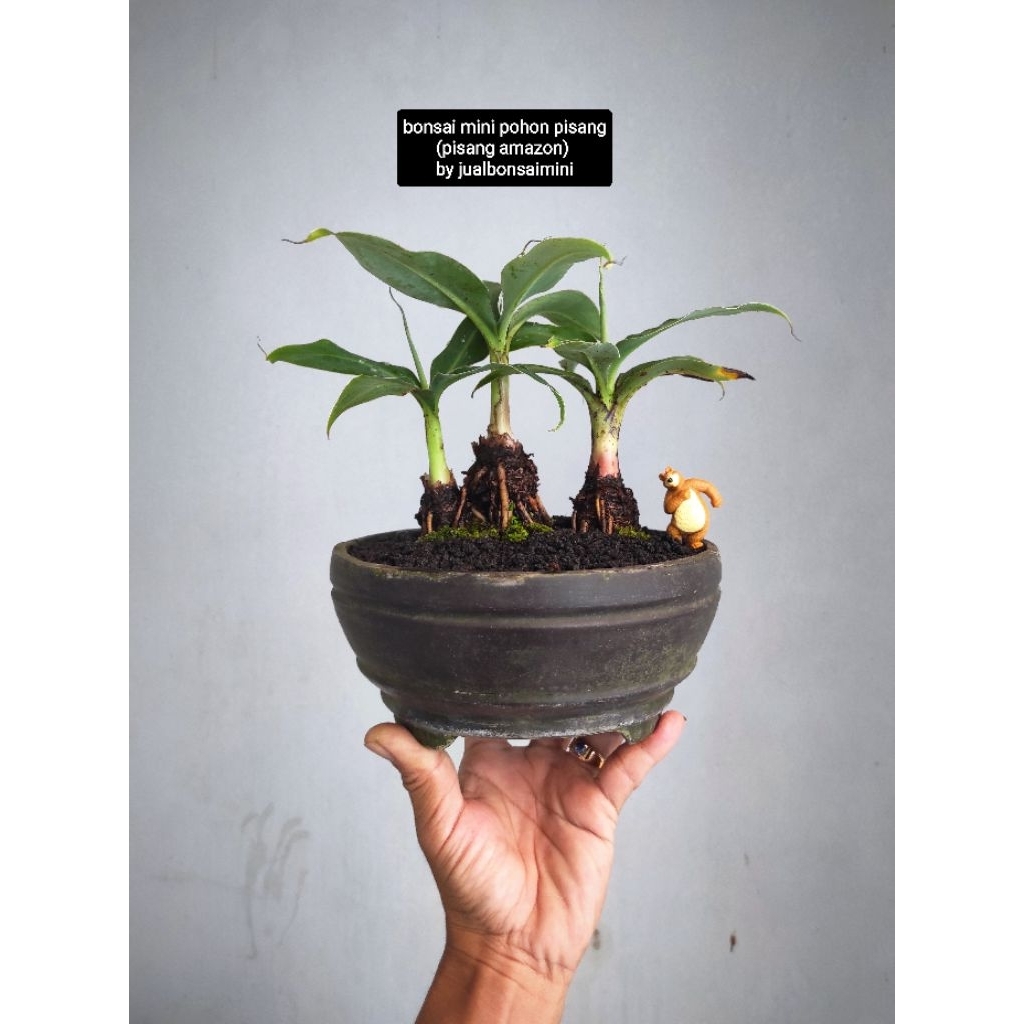 bonsai mini pohon pisang amazon