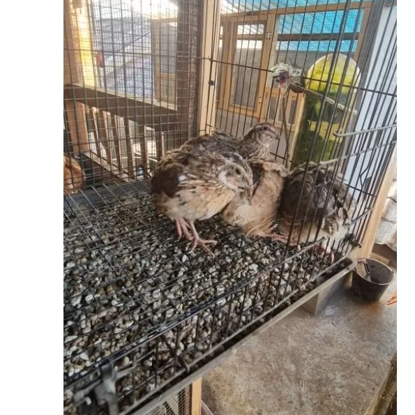 Puyuh Jantan Dewasa Cocok Untuk Pejantan Produktif | Belum Afkir | Pakai Kurir GoSend/ GrabSend / Sp