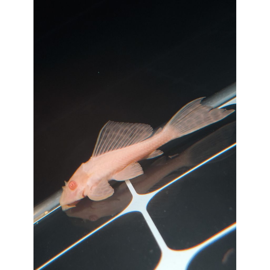 Pleco Gibicep Albino (L083)