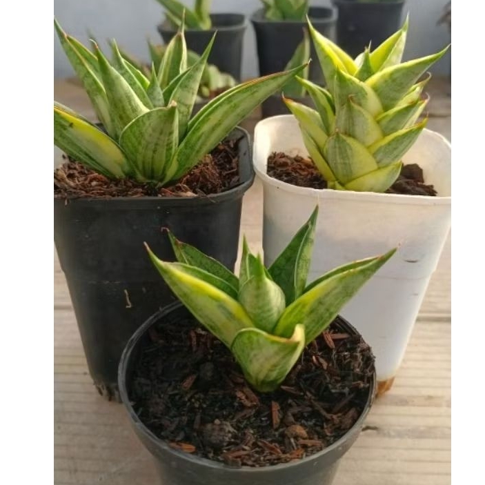 sansevieria pagoda hybrid tower varigata paket 3pcs