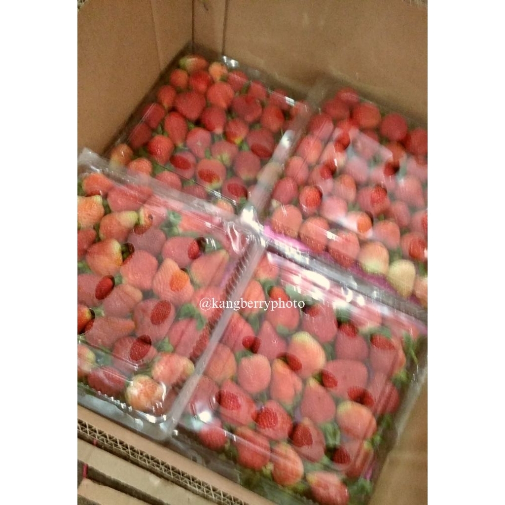 

STRAWBERRY FRESH 1kg