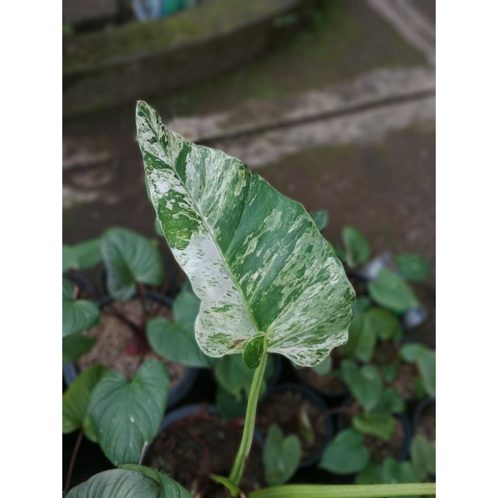 philodendron giganteum variegata