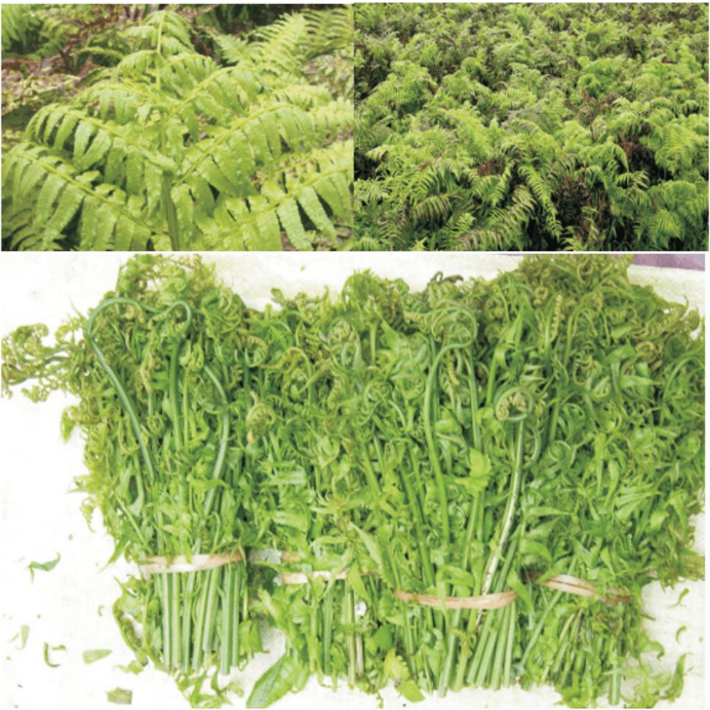 

pakis sayur atau paku pakis (250gram)