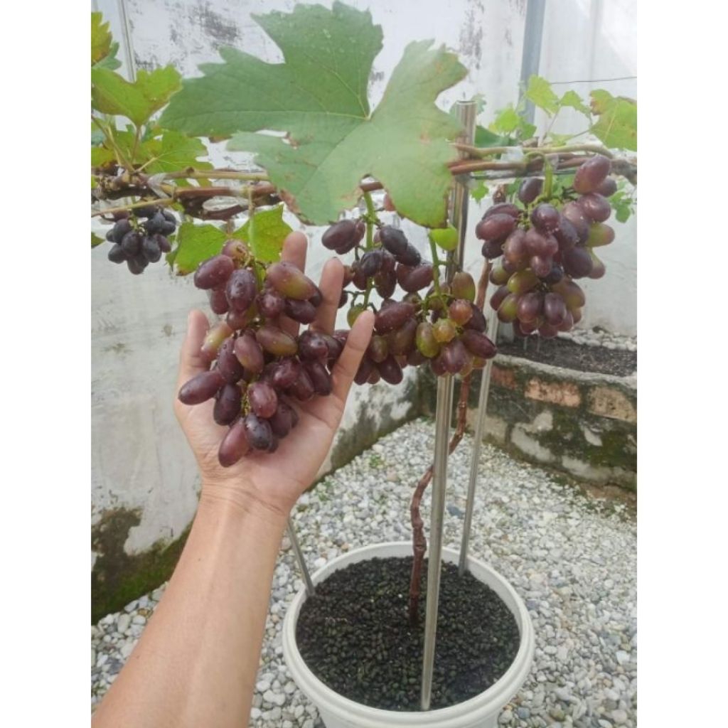 BIBIT ANGGUR TABULAMPOT