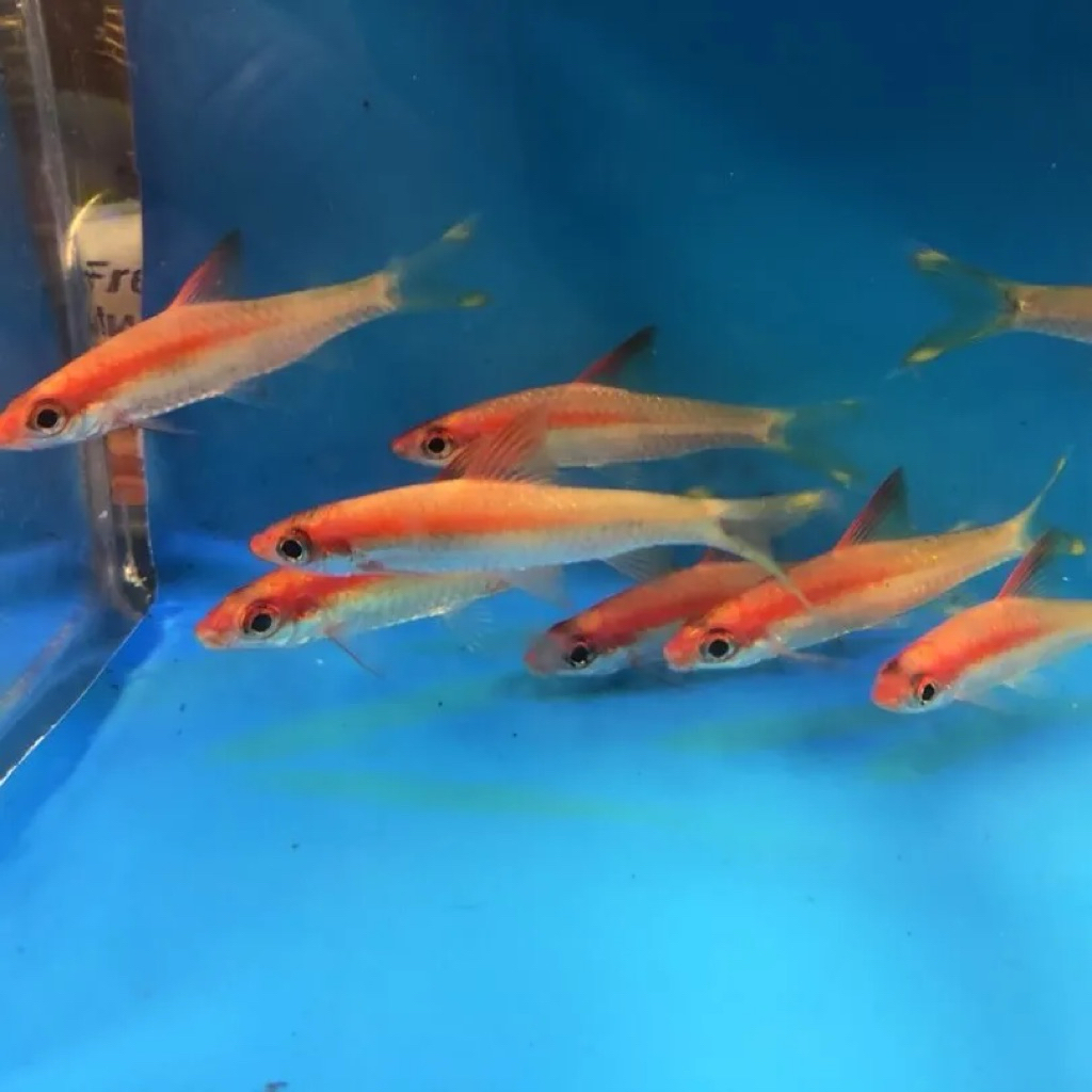 Puntius Denisoni Golden 6Cm