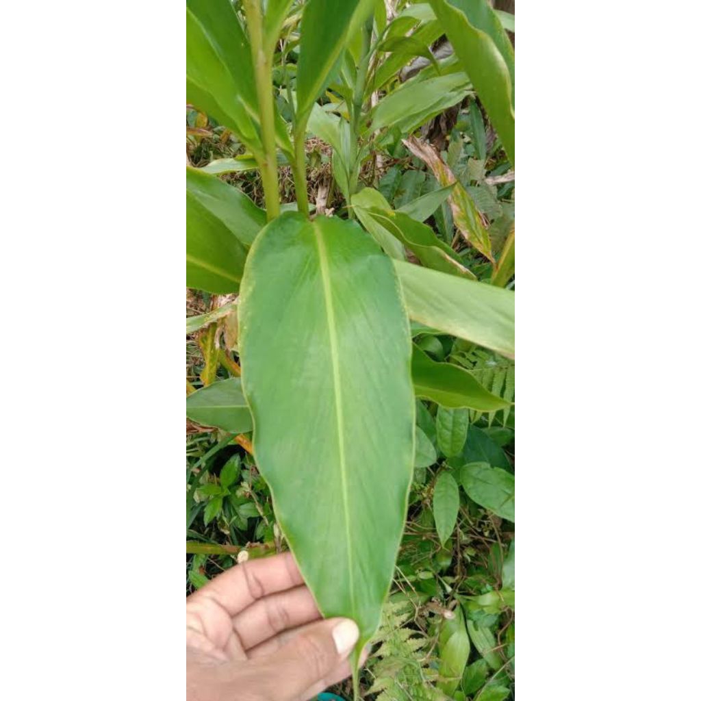 

New PROMO daun Kapul laga per 500 gram