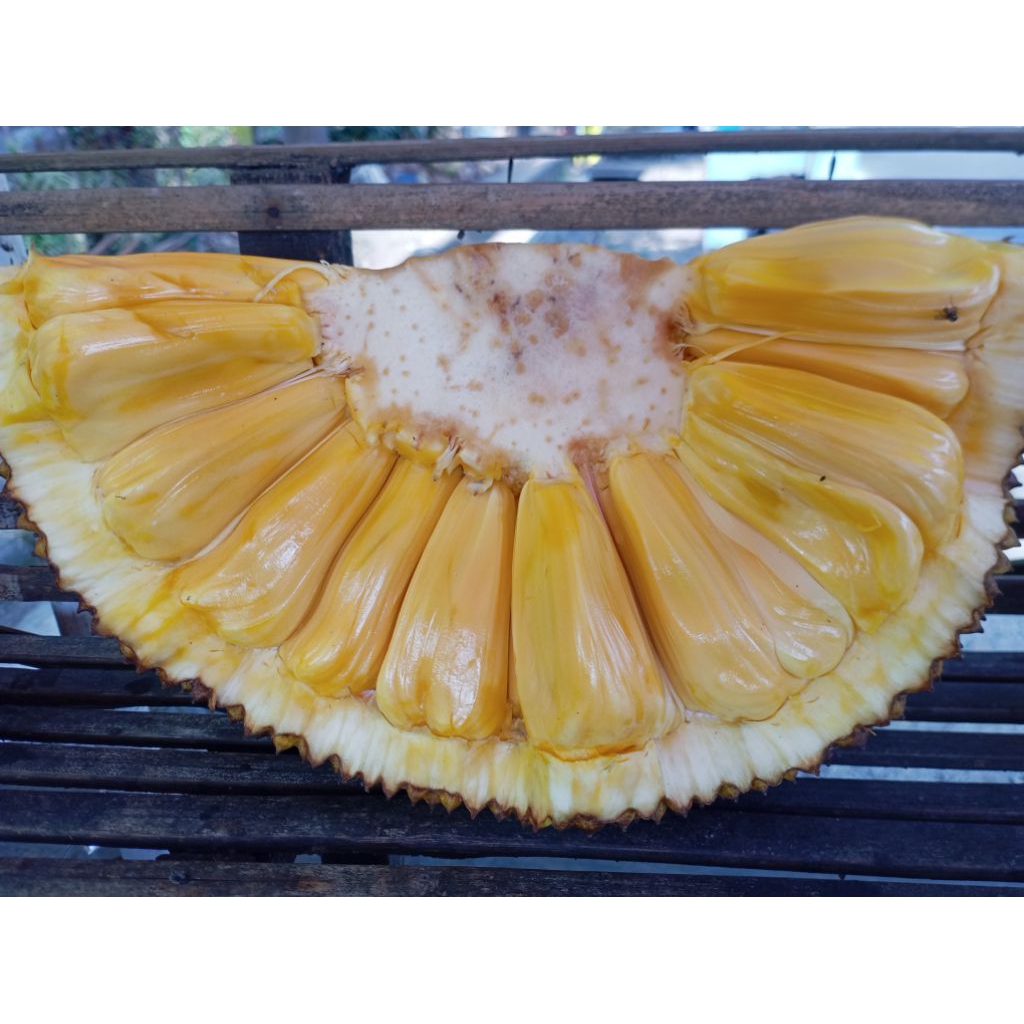 

BUAH NANGKA NONGKO MATANG MANIS