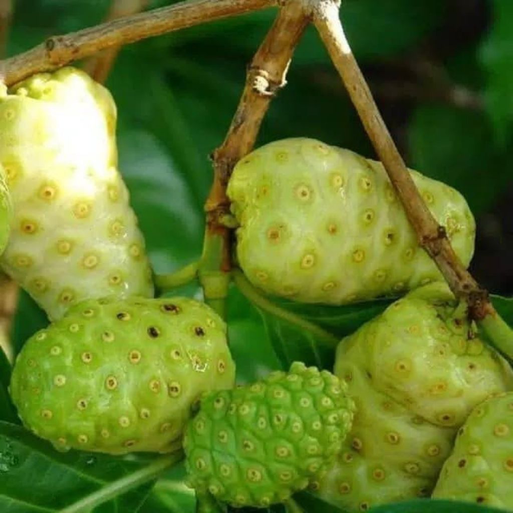 

Buah Mengkudu Segar 1 Kg – Herbal Alami, Obat Tradisional & Jus Sehat