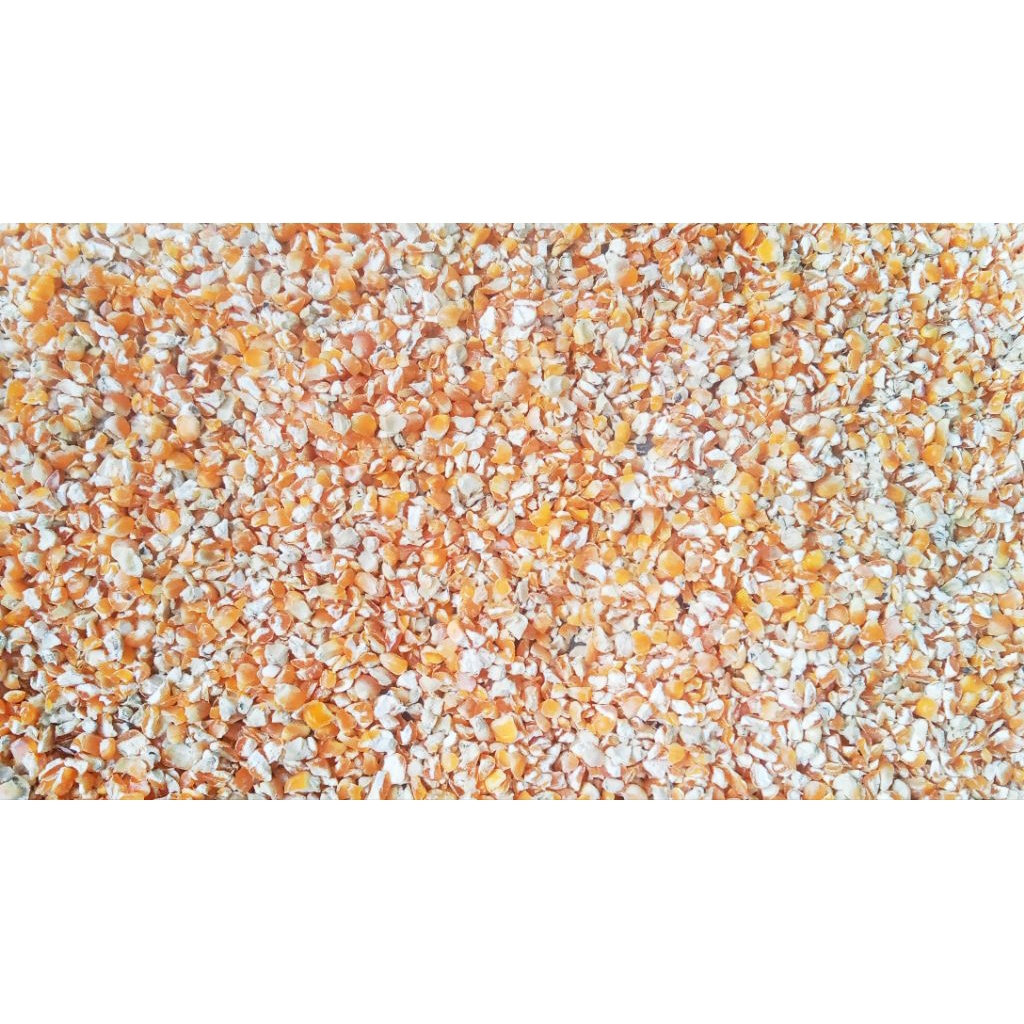 jagung pecah menir,selip bersih,dedak jagung, l