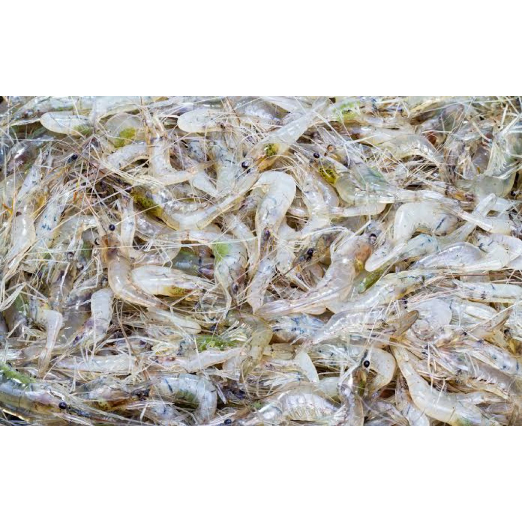 

Udang Kecil Fresh Udang Krispy Bu Rudy