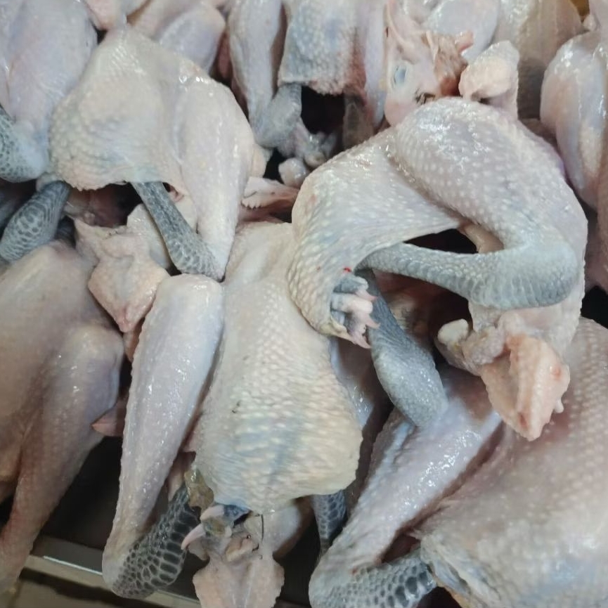 

Ayam Kampung Liar Super