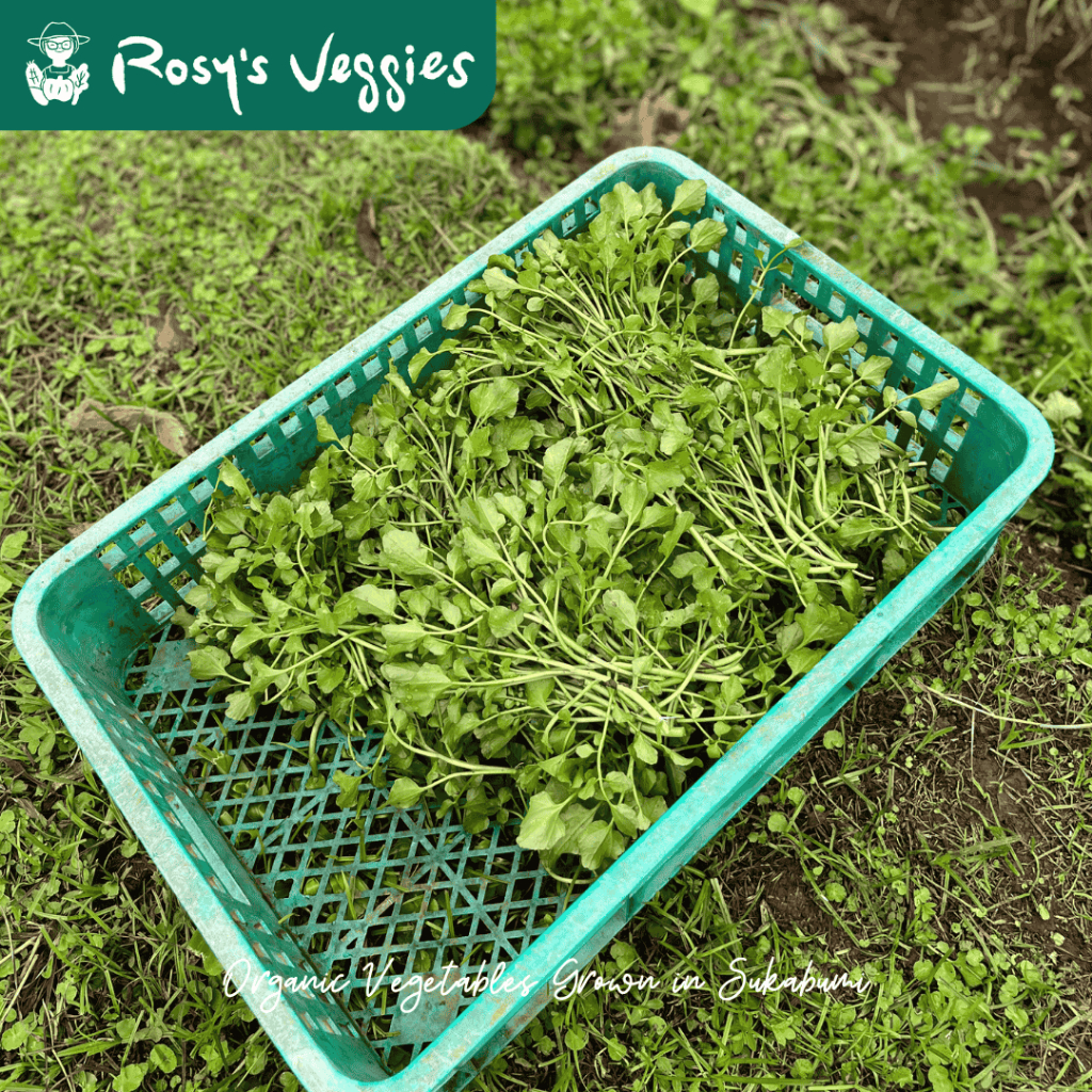 

Selada Air Organik | Jukut Segar | 150 gr