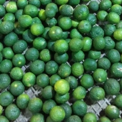 

Jeruk Nipis Segar 100 gr