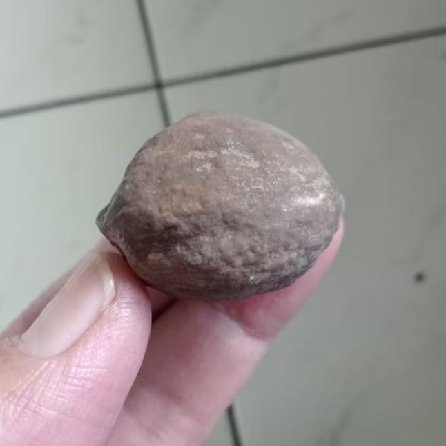 Kemiri Adu Muncang Adu Jalim Kaliwiro Ori Tua Jatuhan