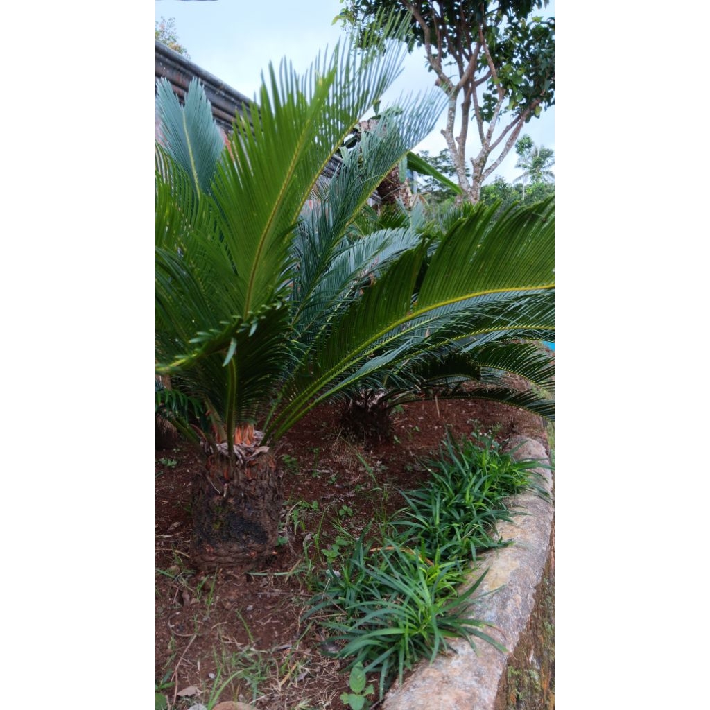 Palem Sikas Mawar Jambe Super Jumbo Tanaman Hias