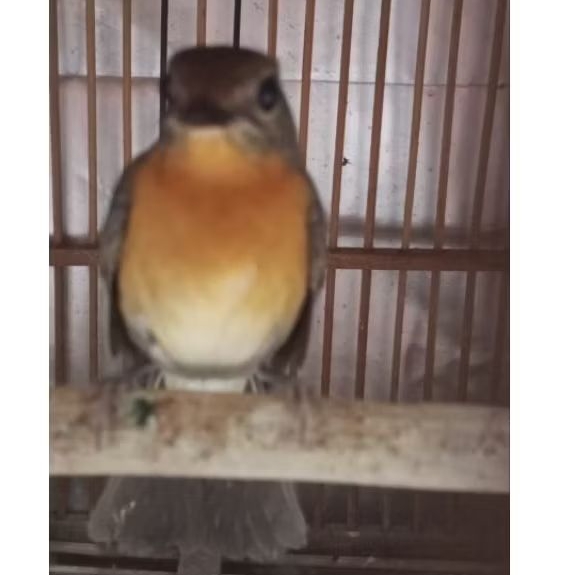 burung tledekan gunung ori Jawa betina