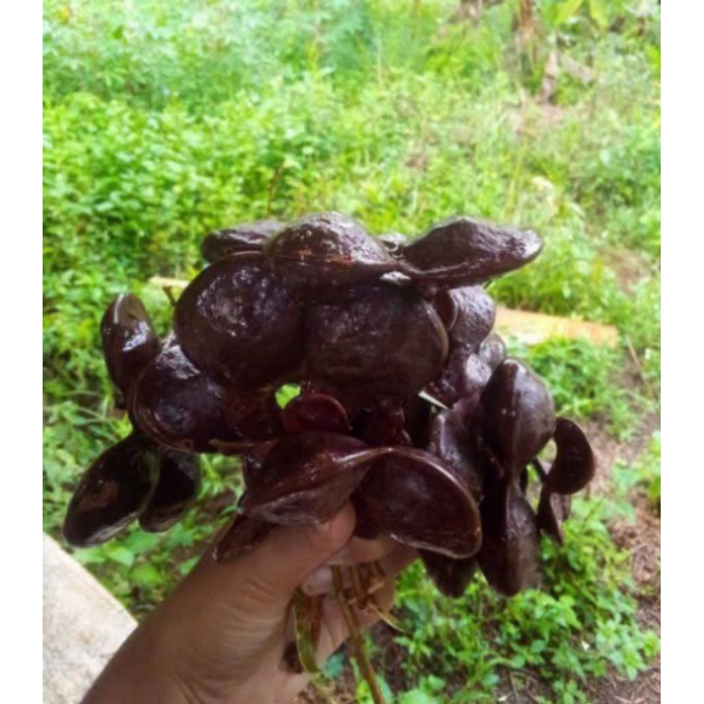 

jengkol muda coel sambal