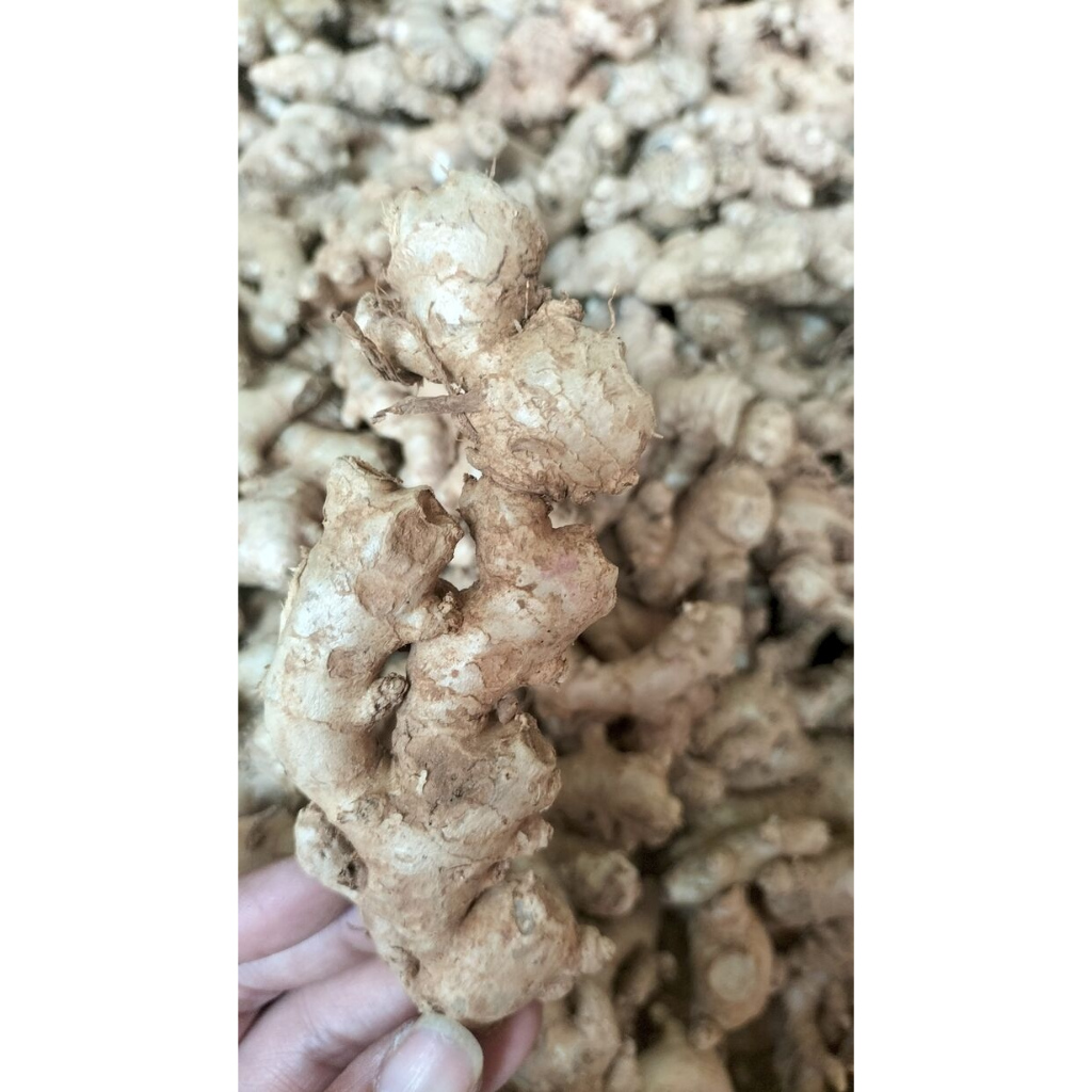 

Jahe Emprit Jawa Pacitan Fresh Murah Kemasan 2 Kg