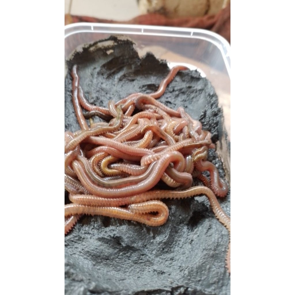cacing laut kilang kilung merah//untuk umpan mancing ikan laut dan ikan air tawar// isi 20ekor