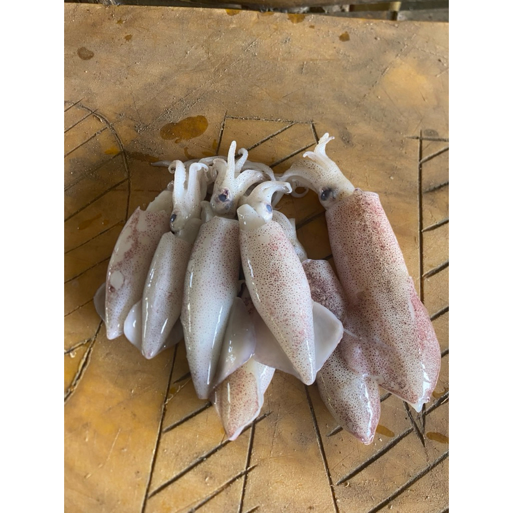 

Cumi - Cumi Fresh No Frozen Berat 1kg