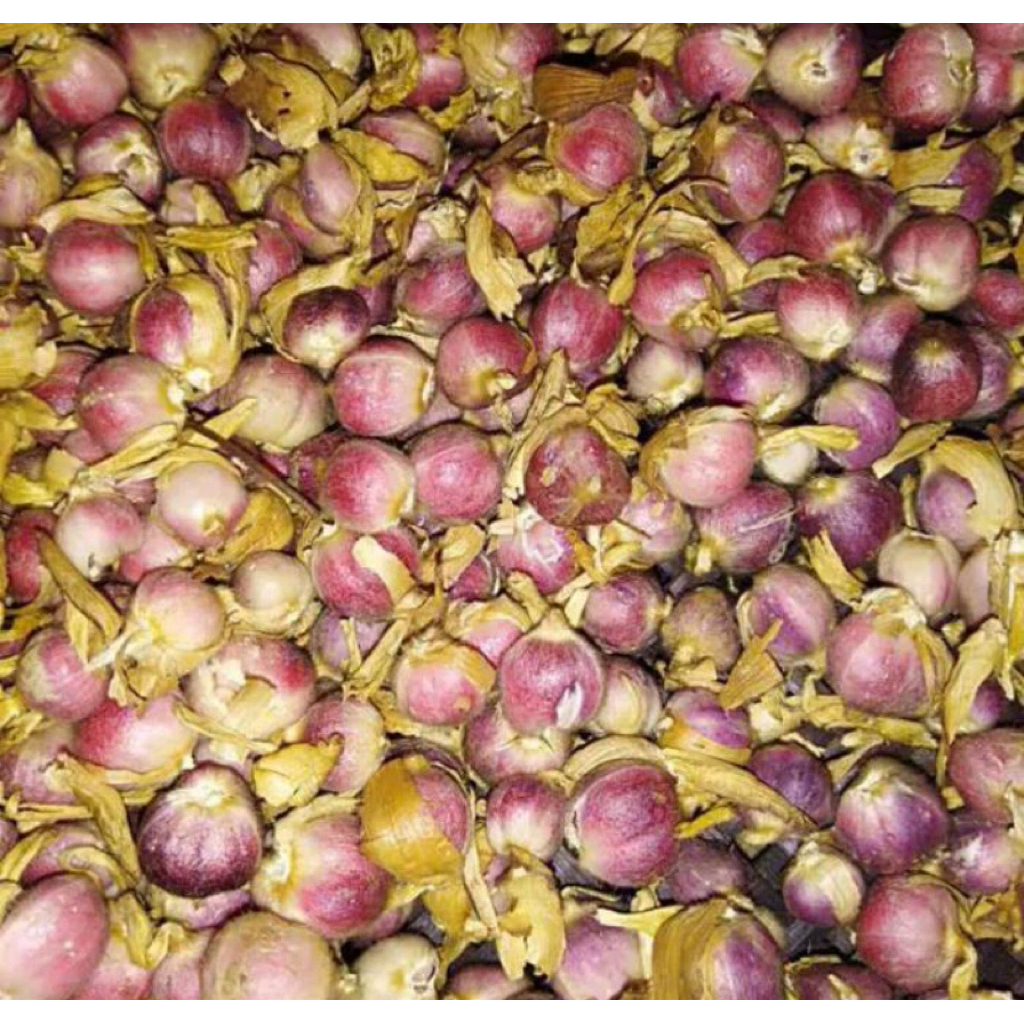 

Kapulaga Hibrida Basah Per 500gram