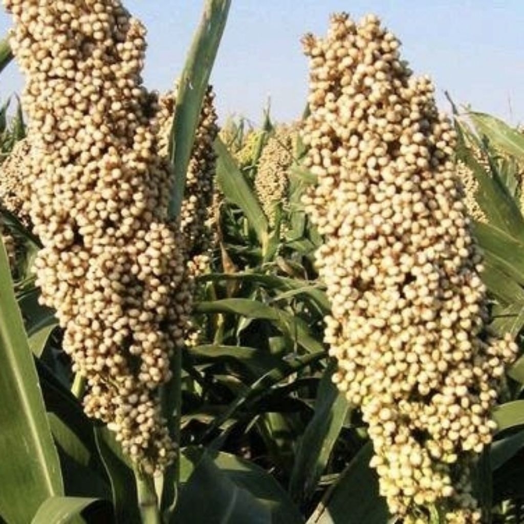 Benih Tanaman Sorgum Putih Bioguma