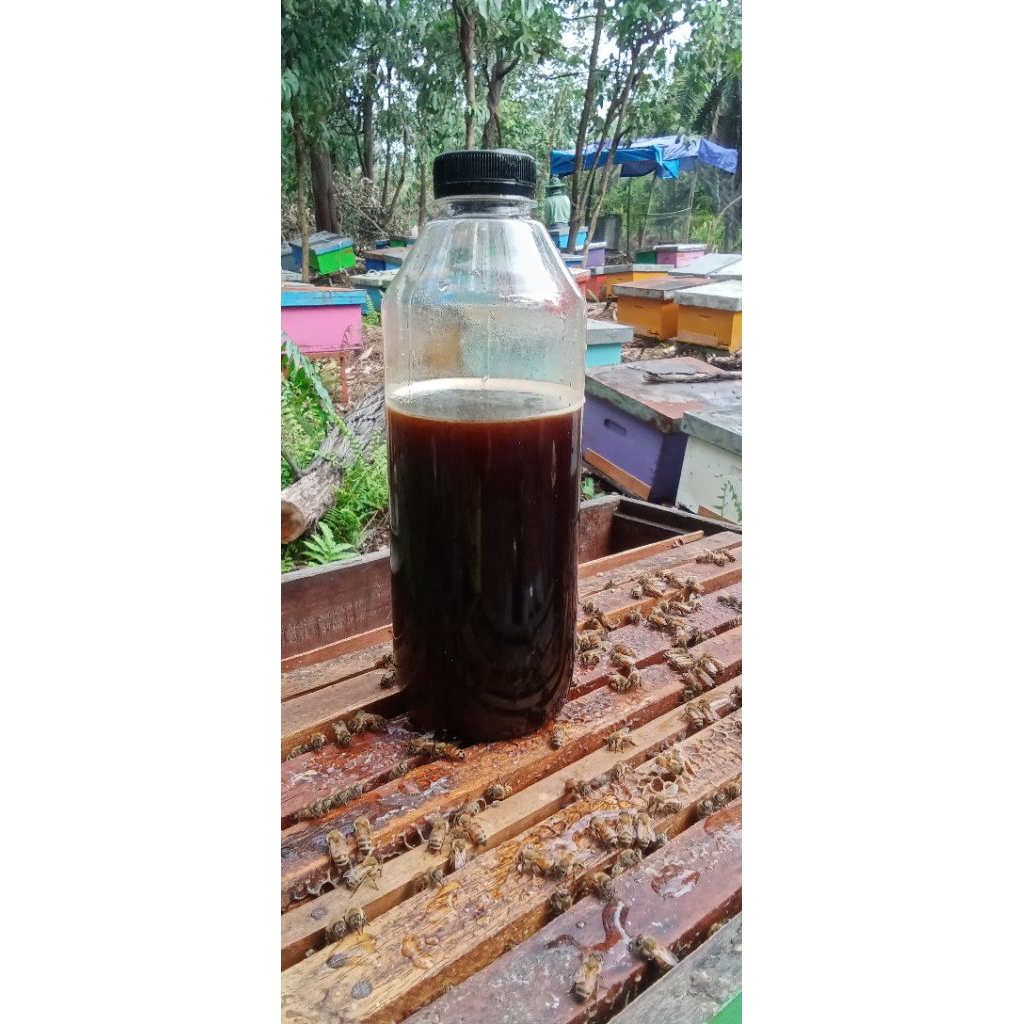 

MADU ASLI DARI HUTAN AKASIA RIAU