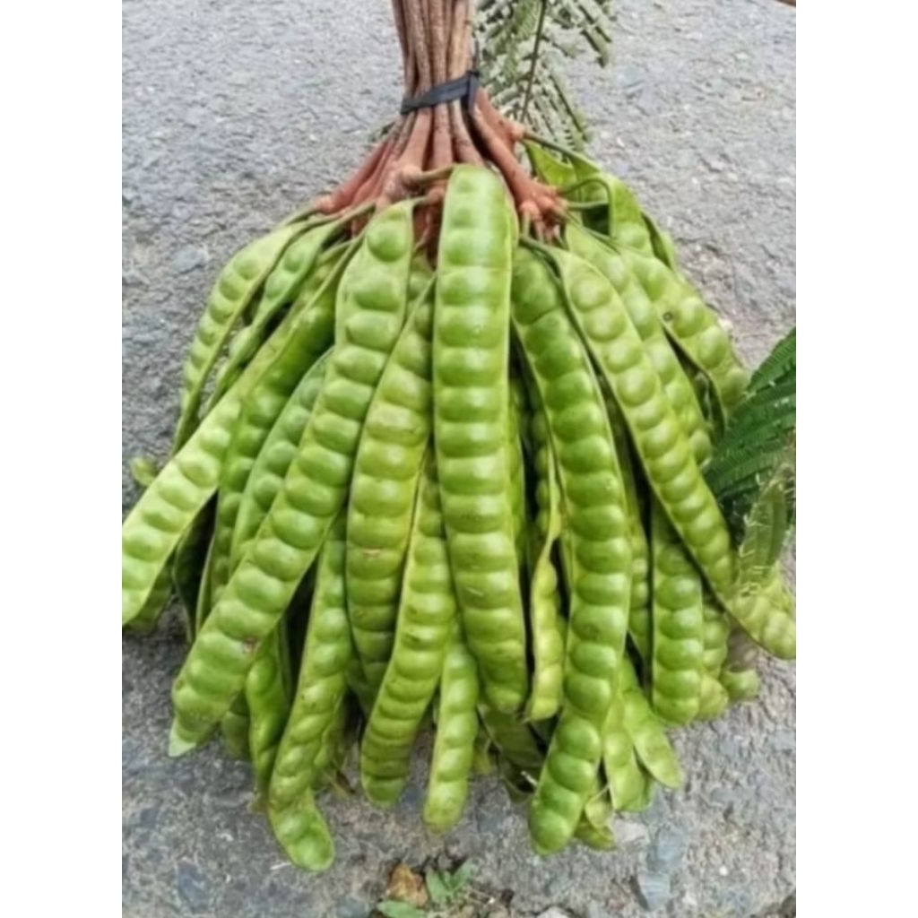 

10 pcs Pete segar premium langsung dari pohon