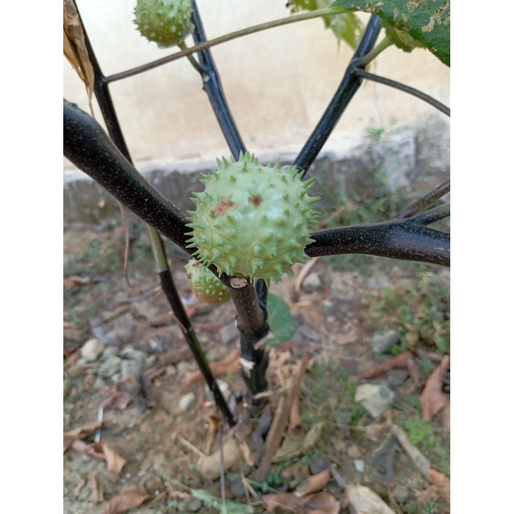 

Paket 3 Buah Kecubung Wulung Kecubung Wulung Hitam Ungu Herbal Datura Metel L Organik