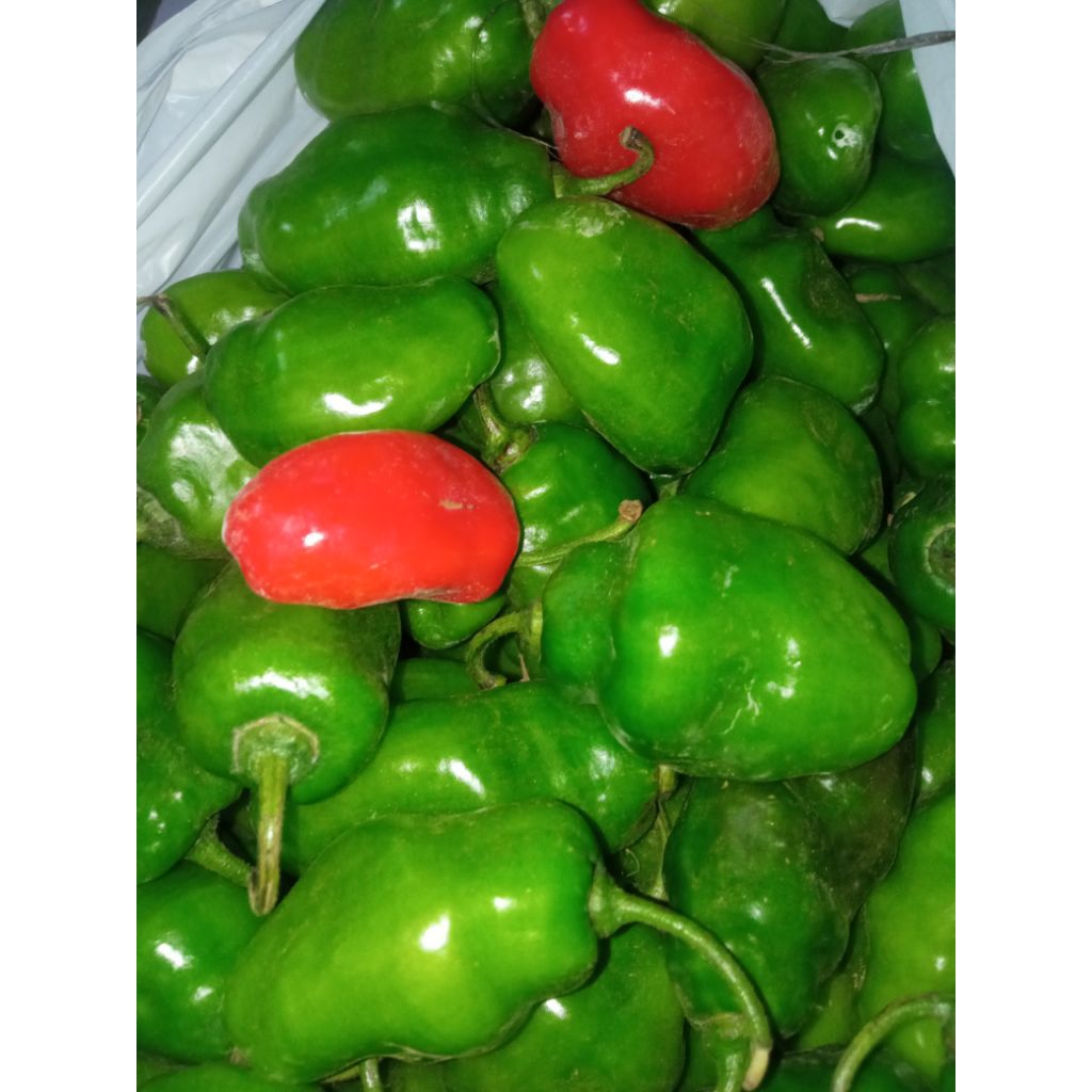 

Cabai Gendot VIRAL!!!! cabai gendot 1kg. khas Dieng. Pedas nampolll.